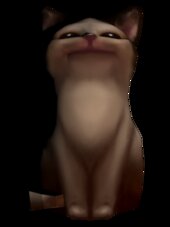 POP CAT